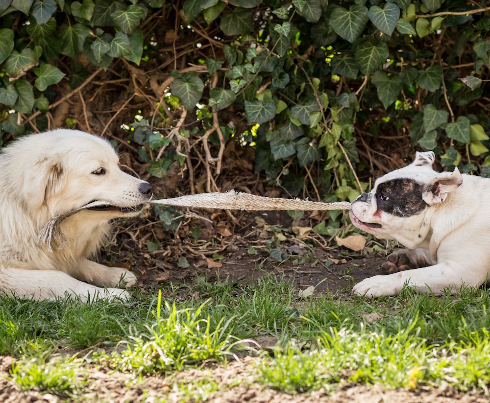 When Judges Disagree